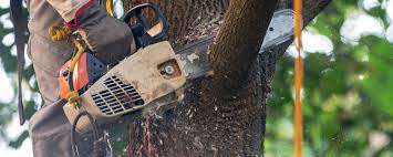 Best Tree and Shrub Care  in Terrace Heights, WA