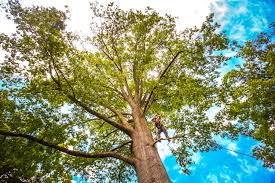 How Our Tree Care Process Works  in  Terrace Heights, WA