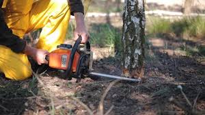 Best Firewood Processing and Delivery  in Terrace Heights, WA