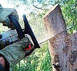 Best Utility Line Clearance  in Terrace Heights, WA