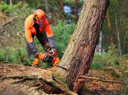 Best Tree Maintenance Programs  in Terrace Heights, WA