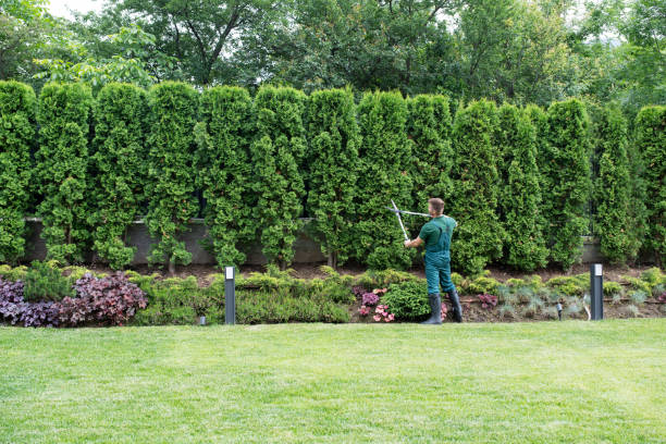Best Hedge Trimming  in Terrace Heights, WA