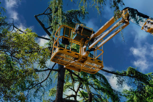 Best Palm Tree Trimming  in Terrace Heights, WA
