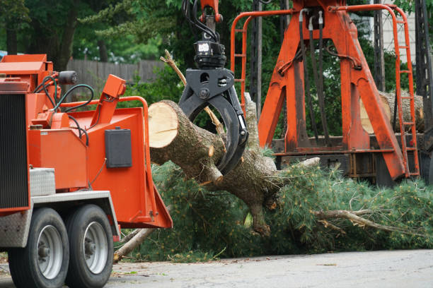 Best Lot and Land Clearing  in Terrace Heights, WA