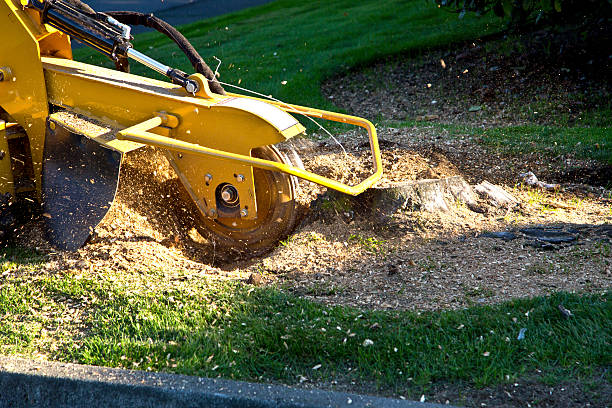 Best Hazardous Tree Removal  in Terrace Heights, WA