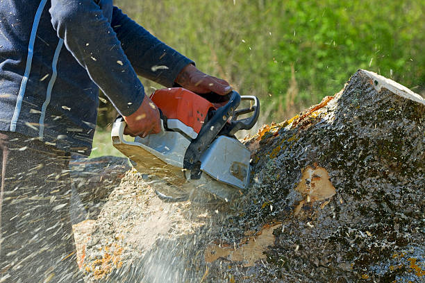 Best Pest Control for Lawns  in Terrace Heights, WA