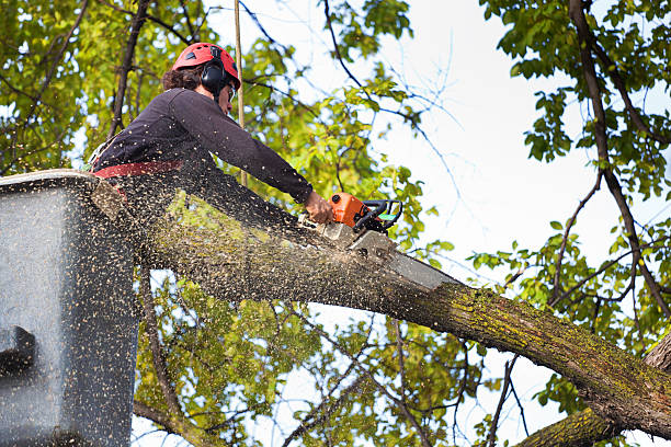 Best Weed Control  in Terrace Heights, WA