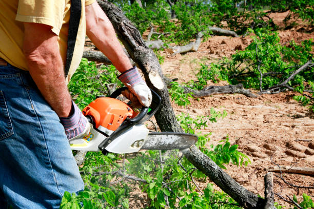  Terrace Heights, WA Tree Removal Pros